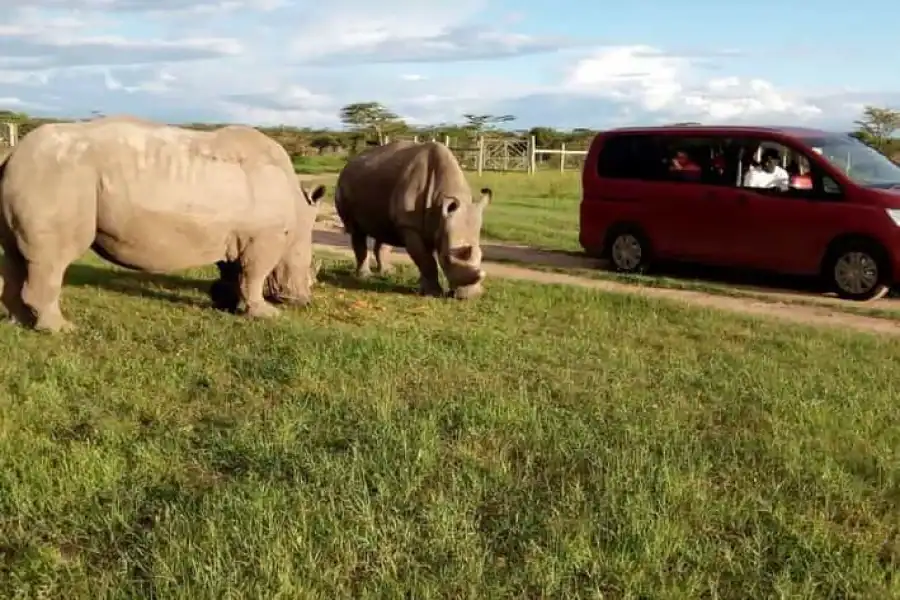🚸Day Tour To Ol Pejeta Conservancy From Nairobi