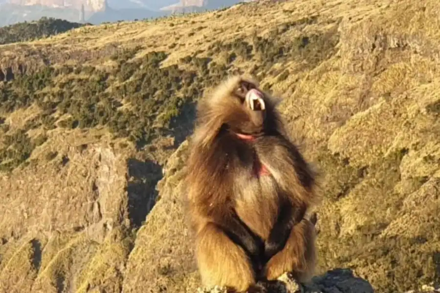 🕓Day Trek to Simien Mountain