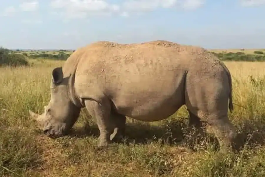 🚸Day Trip Amboseli National Park From Nairobi.