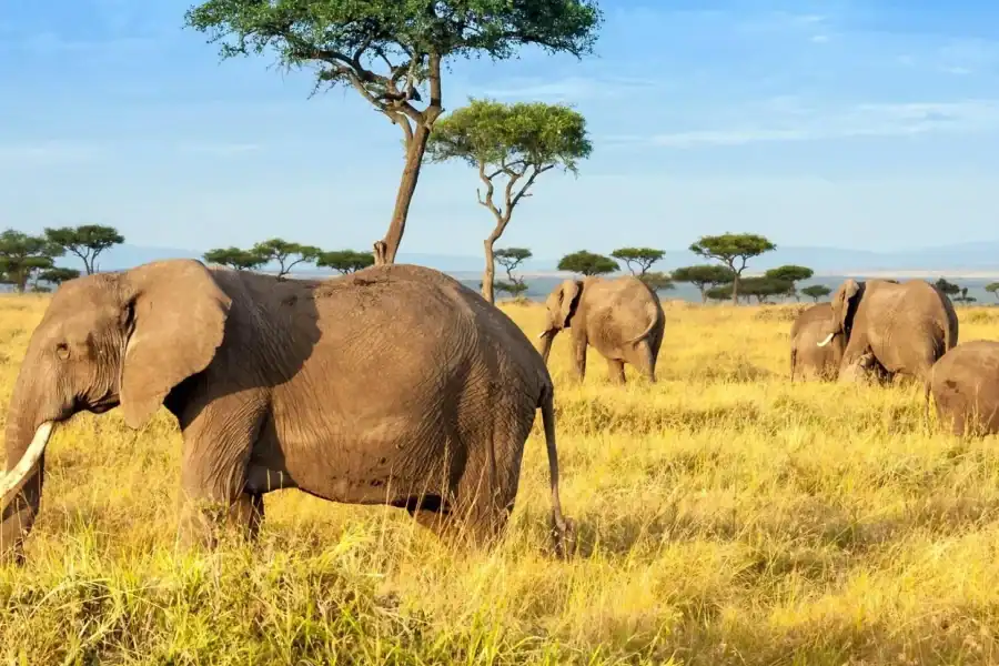 🕓Day Trip: Amboseli National Park Safari with Driver Guide