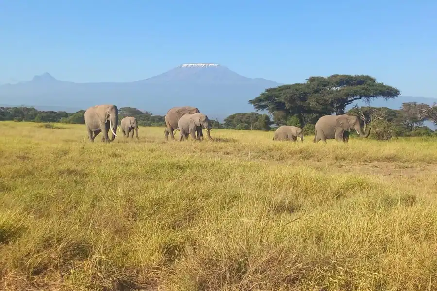 🕓DAY TRIP AMBOSELI PARK SAFARI FROM NAIROBI AND MASAI VILLAGE