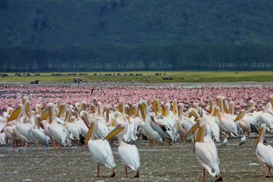 🕓Day Trip: Lake Nakuru National Park and Lake Naivasha