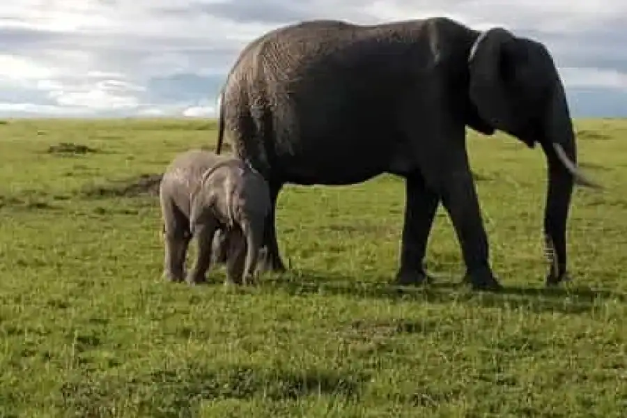 🚸Day Trip To Amboseli National Park.