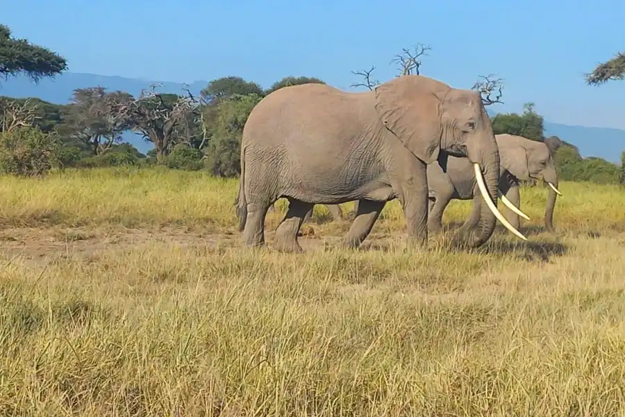 🕓Day trip to Amboseli National park from Nairobi