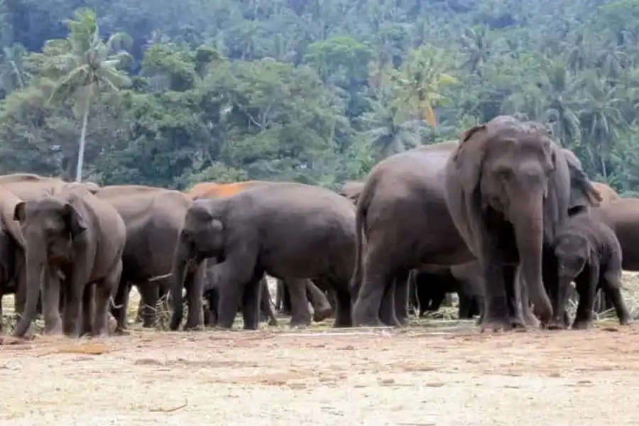 🚸Daytour David Sheldrick Elephant Orphanage Trust And Giraffe