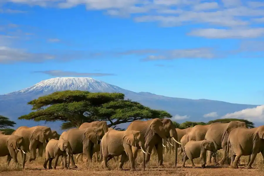🕓Diani: 6-Day Tsavo, Amboseli& Taita Hills Safari
