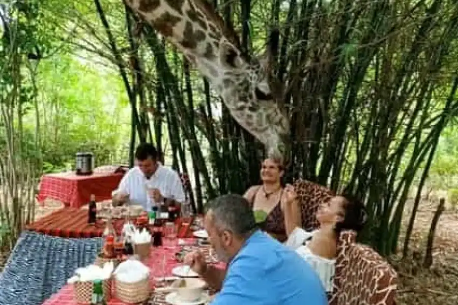 🚸Diani Beach: A Day With Giraffes And Giraffes Feeding Tour.