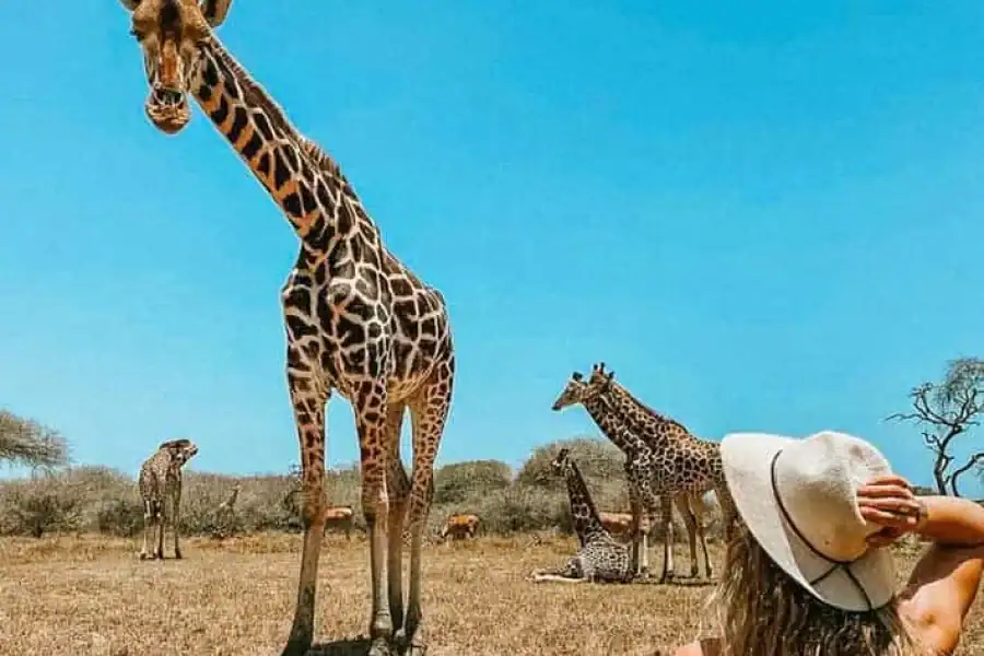 🚸Diani Beach: Share A Meal With Giraffes & Feeding Experience