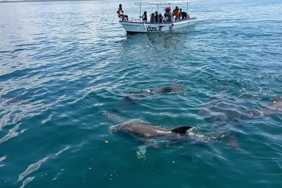 🕓Diani Beach: Wasini Island Dolphin Tour with Lunch