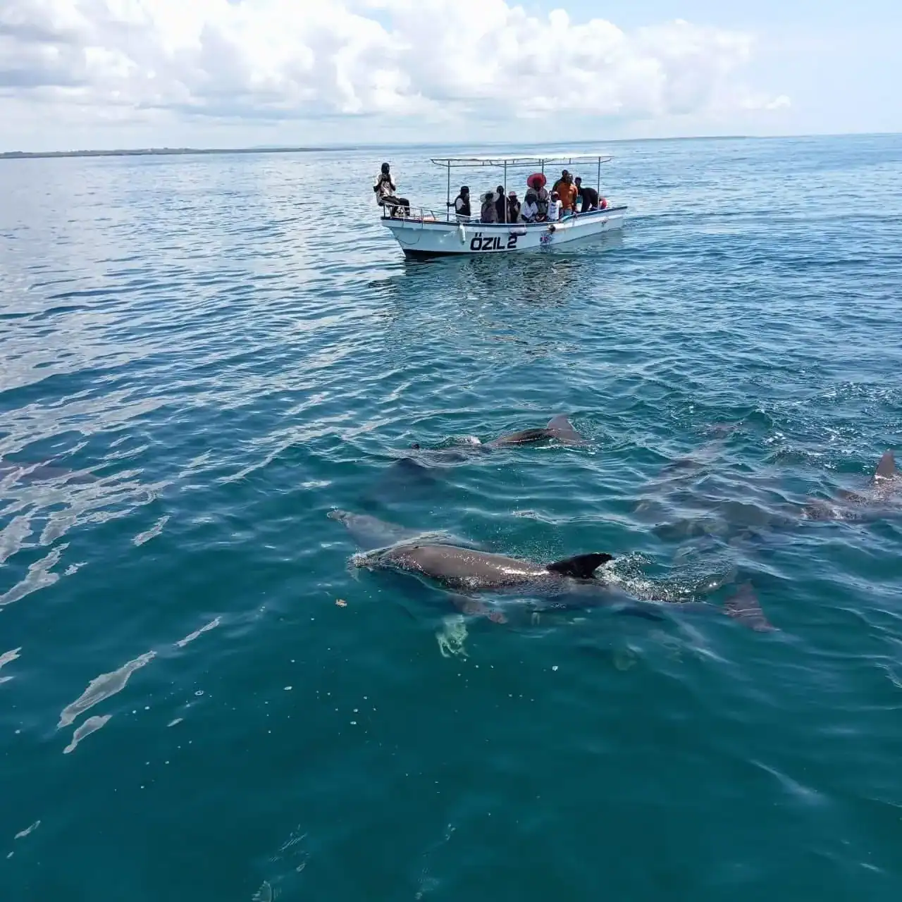 🕓Diani Beach: Wasini Island Dolphin Tour with Lunch