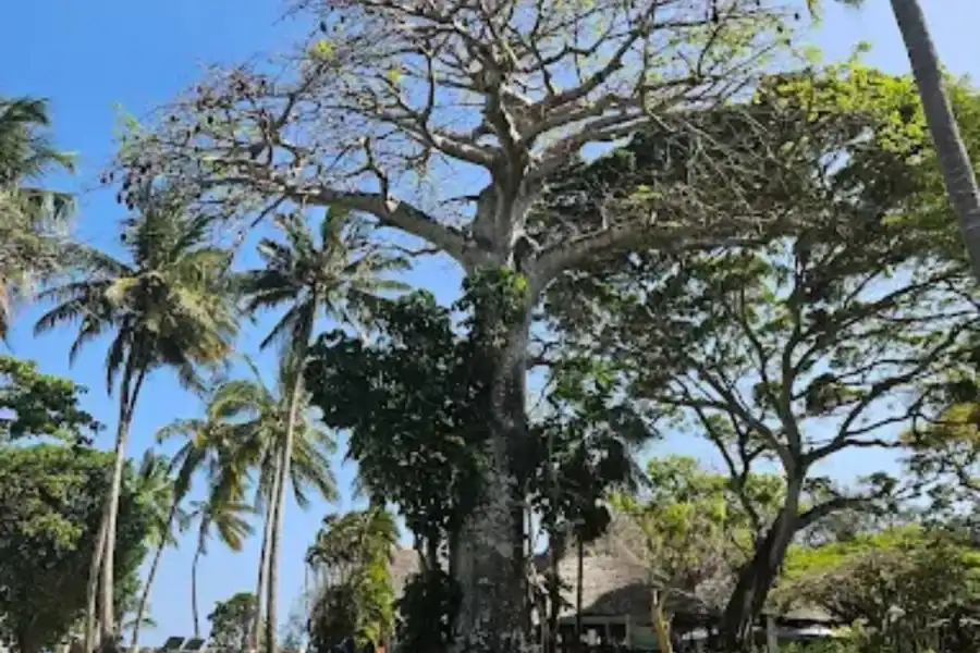 🕓Diani: Chale Marine Park Snorkeling Tour with Boat Ride