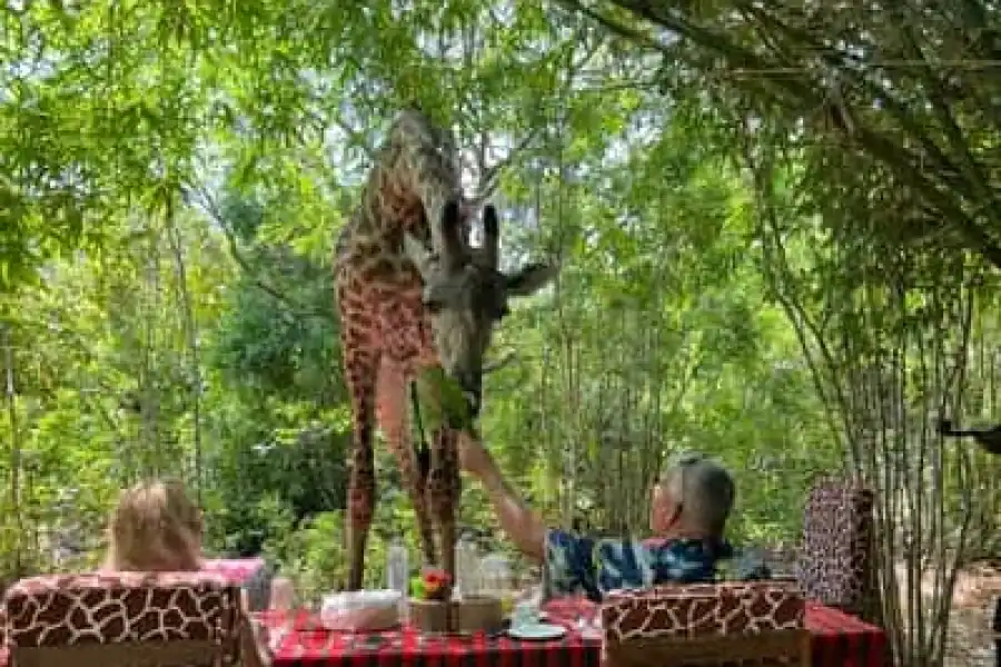 🚸Diani: Share A Meal With Giraffes