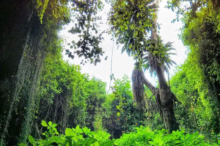 🕓Discover Musanze: Caves, gorillas Culture& City Life Tour