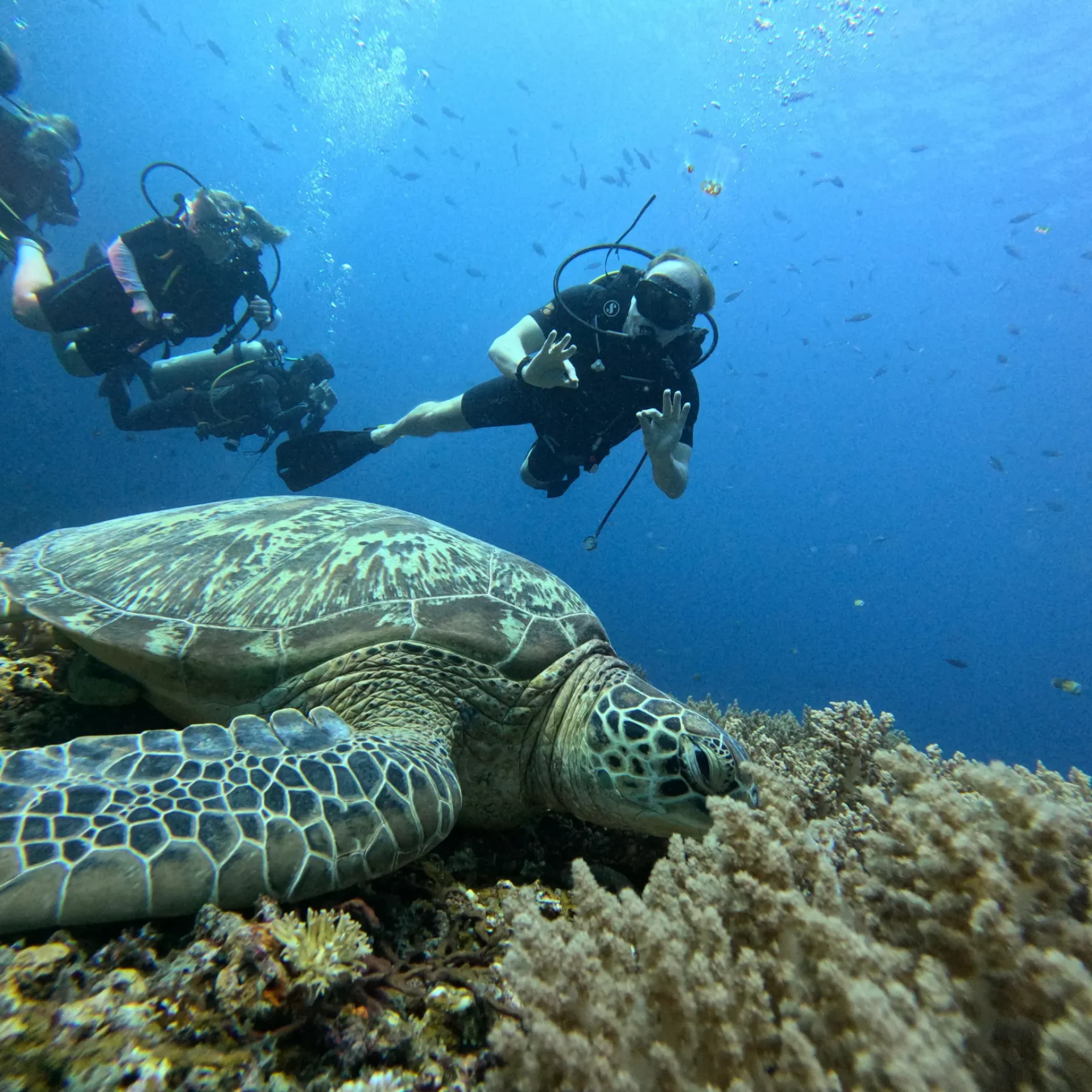 🕓North of Mauritius: Scuba Diving Tour