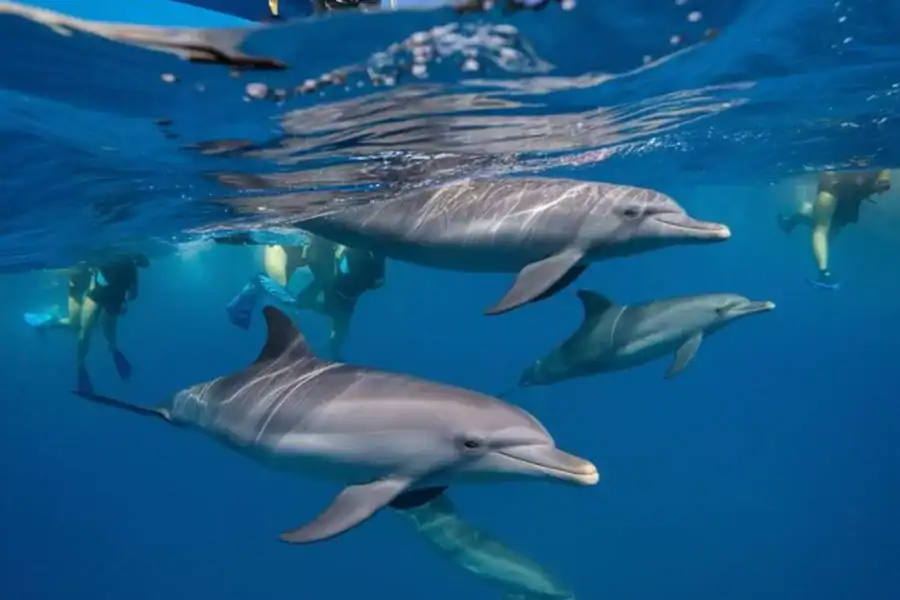 🕓Dolphins experience Swimming, Snorkeling at Kizimkazi Ocean