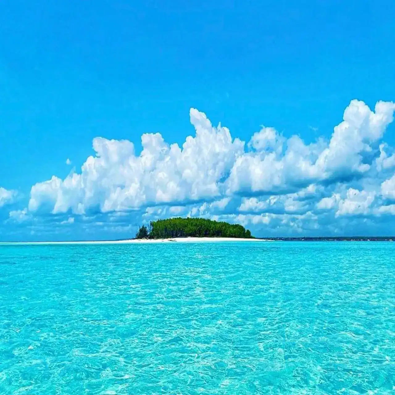 🕓Dolphins& Snorkeling Zanzibar: Mnemba Island Tour