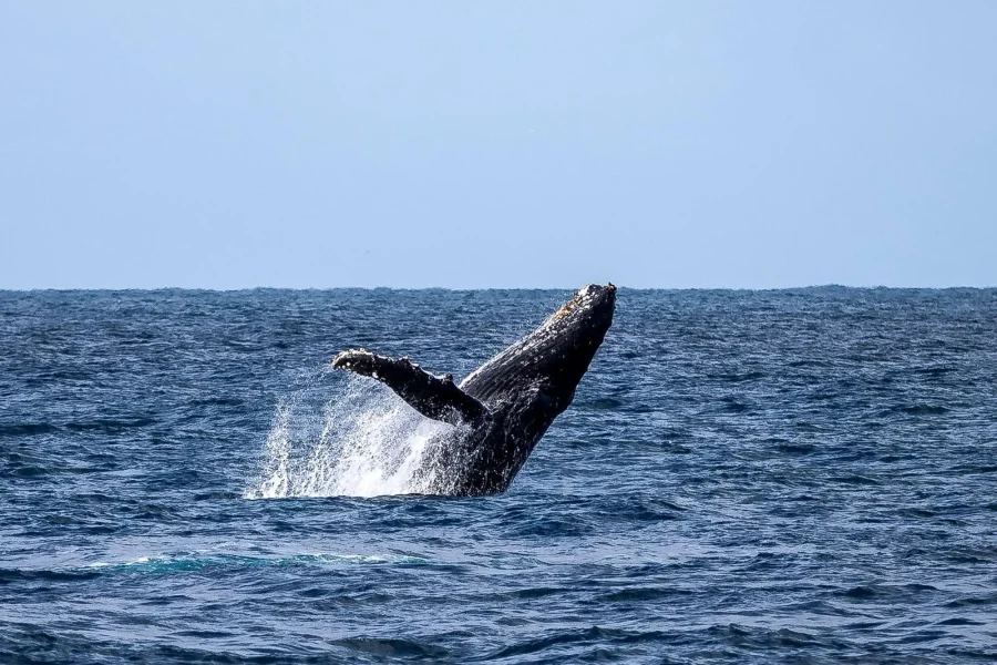 🕓Dolphins& Whales, Private Tour Snorkeling