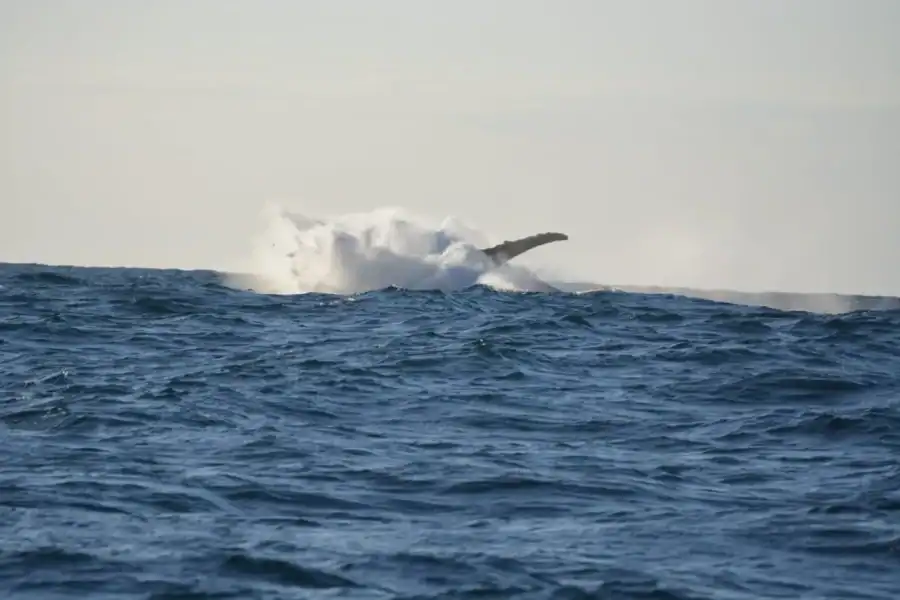🕓Durban: Durban: Whale and Dolphin Watching Boat Tour