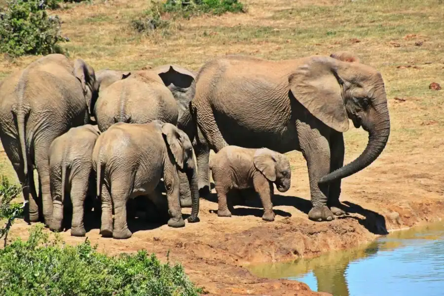 🕓Durban: Hluhluwe-iMfolozi Game Reserve Full Day Tour