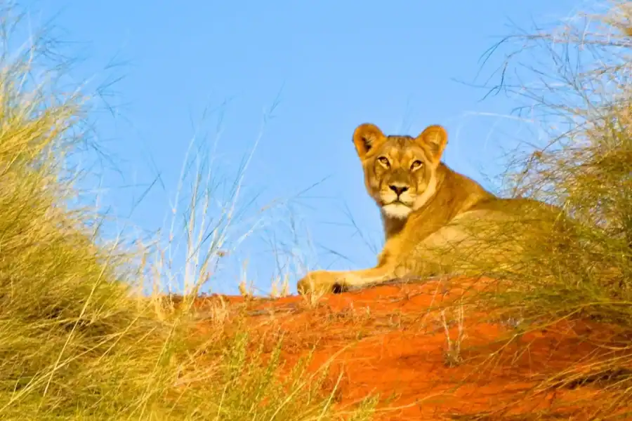 🕓Durban: Hluhluwe Imfolozi Safari& iSimangaliso Tour