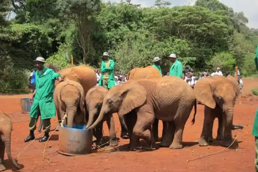 🚸Elephant Orphanage And Bomas Of Kenya
