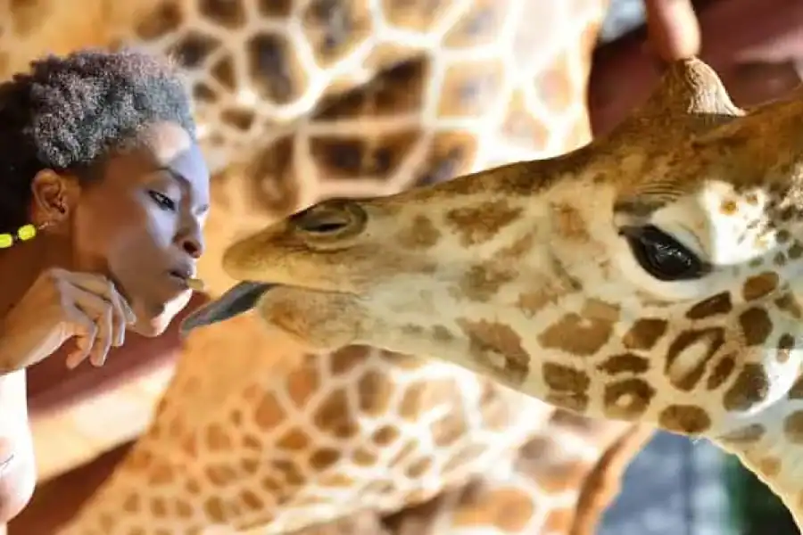 🚸Elephant Orphanage & Giraffe Center Tour With Options