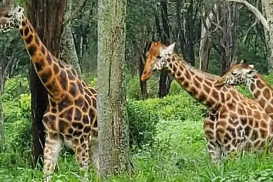 🚸Elephant Orphanage, Giraffe Centre And Karen Blixen Tour