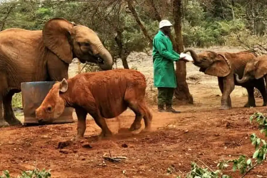 🚸Elephant Orphanage Trust And Bomas Of Kenya Tour