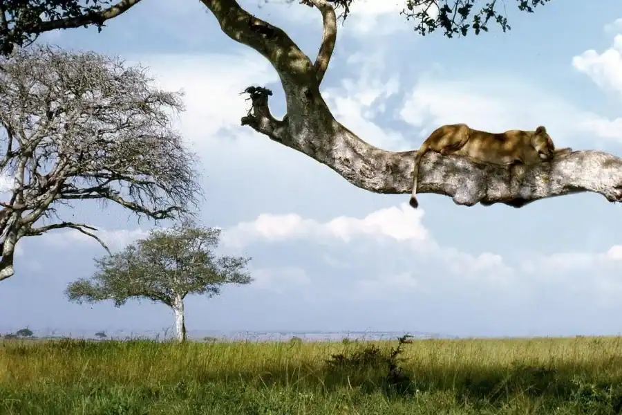 🕓Entebbe: 2-Day Big 5 Murchison Falls National Park Tour