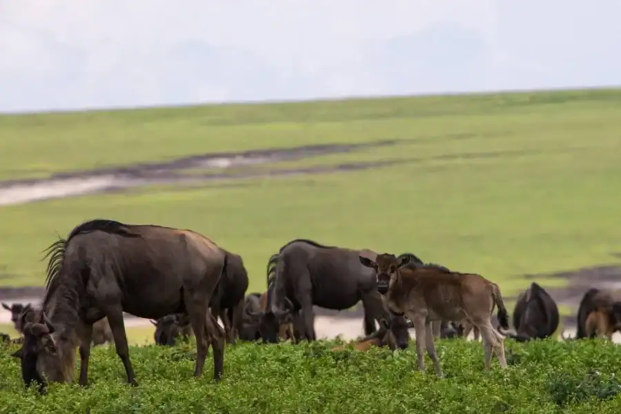 🕓Entebbe: 9-Day Uganda Gorilla Trekking& Tanzania Safari