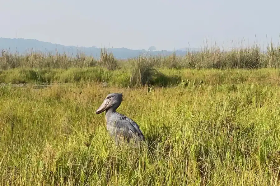 🕓Entebbe: Mabamba Swamp shoebill& Equator Island Boat Tour