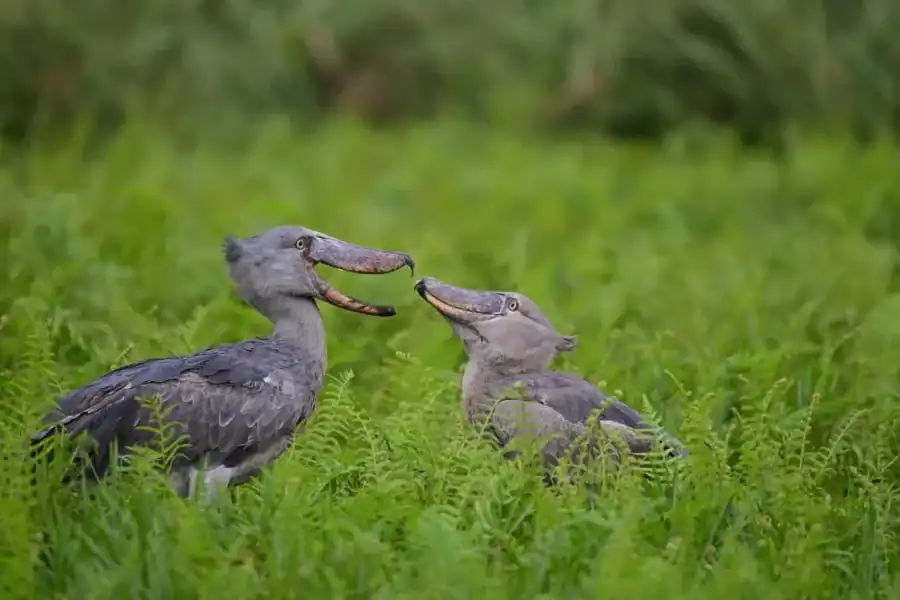🕓Entebbe: Mabamba Swamp Shoebill Tracking Boat Tour