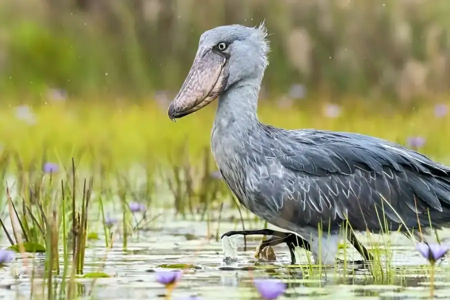 🕓Entebbe: Shoebill Birdwatching Tour at Mabamba Swamp