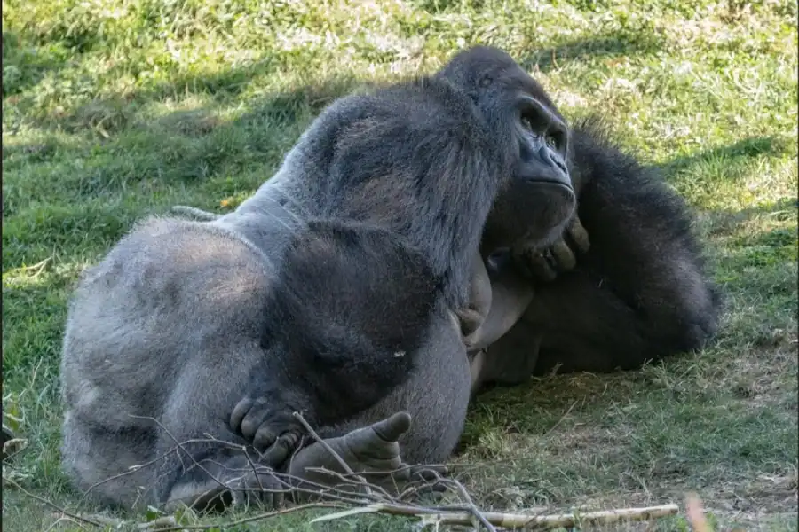 🕓Entebbe, Uganda: 6-Day Gorilla Tracking and Wildlife Safari