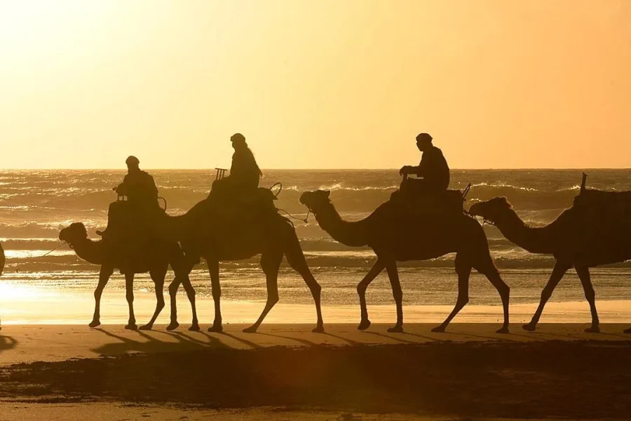 🕓Essaouira: 2-Hour Camel Ride on Beach and Dunes