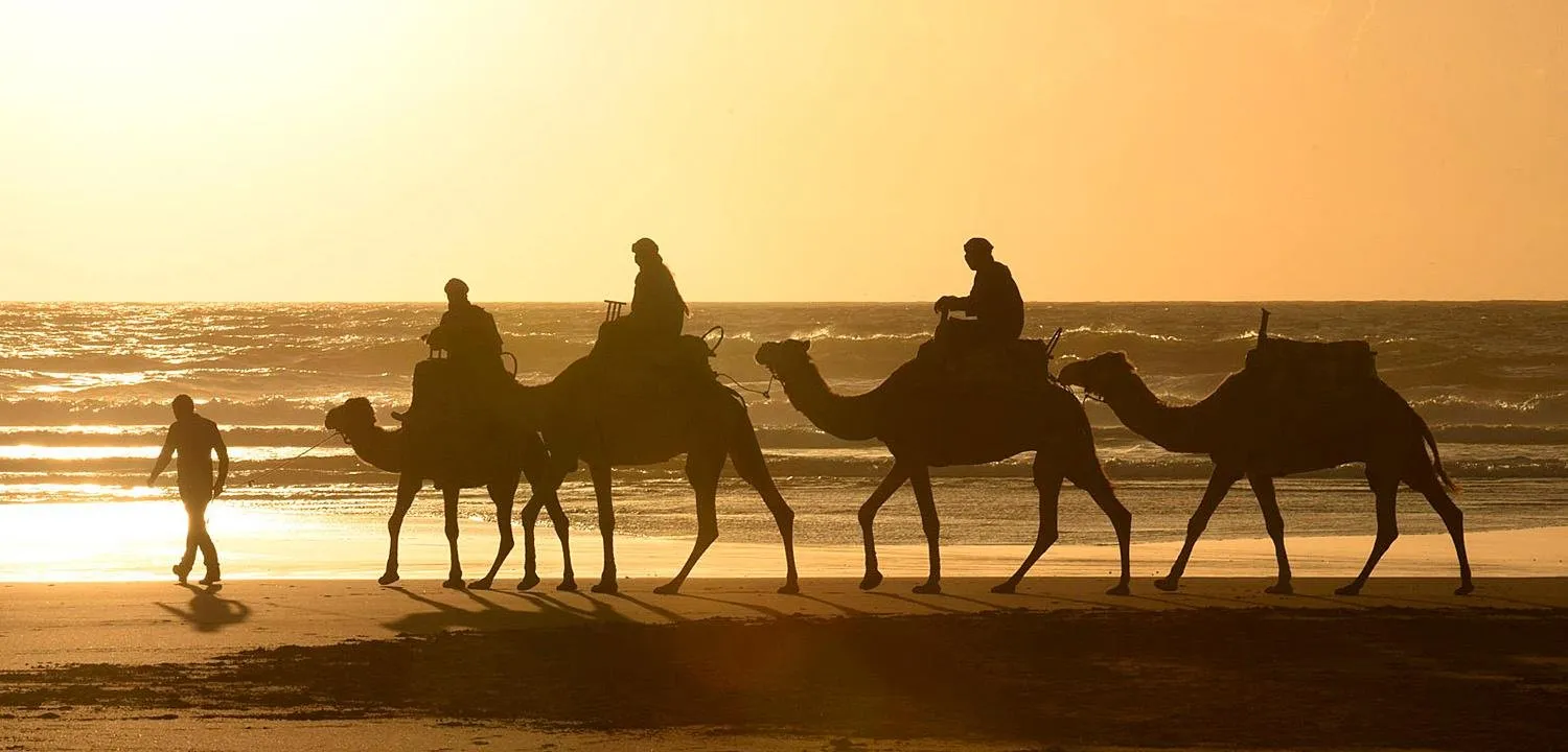🕓Essaouira: 2-Hour Camel Ride on Beach and Dunes