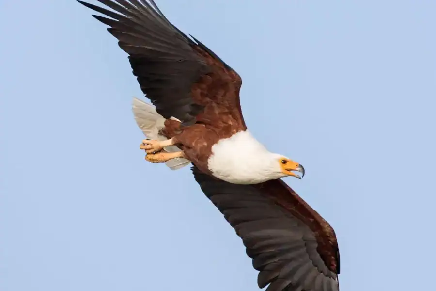 🕓Ethiopia: 10-Day Bird Watching Tour from Addis Ababa