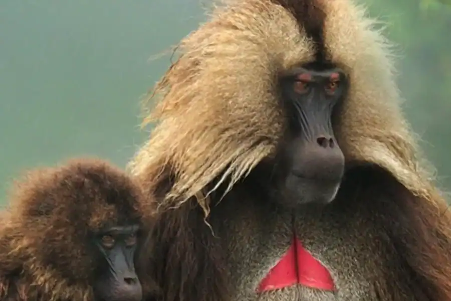 🕓Ethiopia: 10-Day Wildlife Photography Tour with Flights