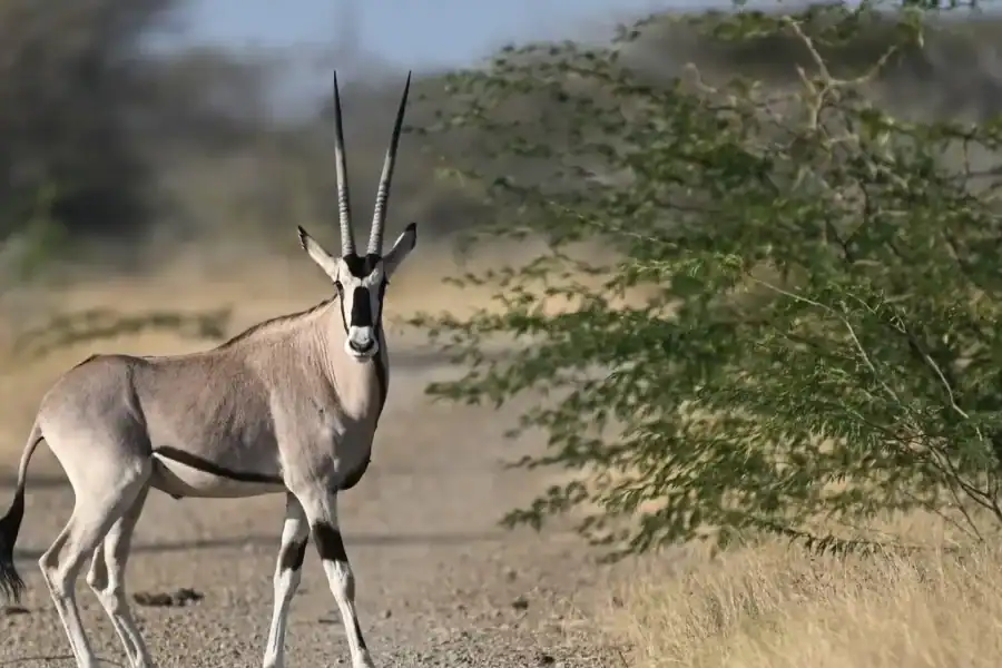 🕓Ethiopia: 8-Day Wildlife Tour with Night Game Drives