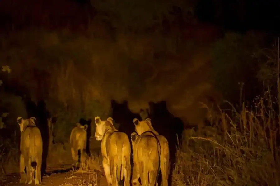 🕓Evening Pilanesberg Safari Tour from Sun City