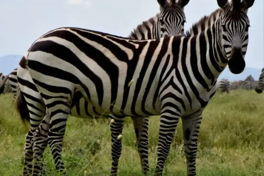 🕓Explore Arusha National Park in Day Tour