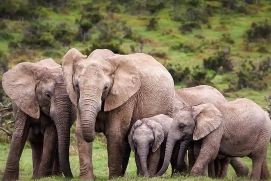 🕓• Explore the Wild: 5-Day Chebera Churchura Adventure Tours