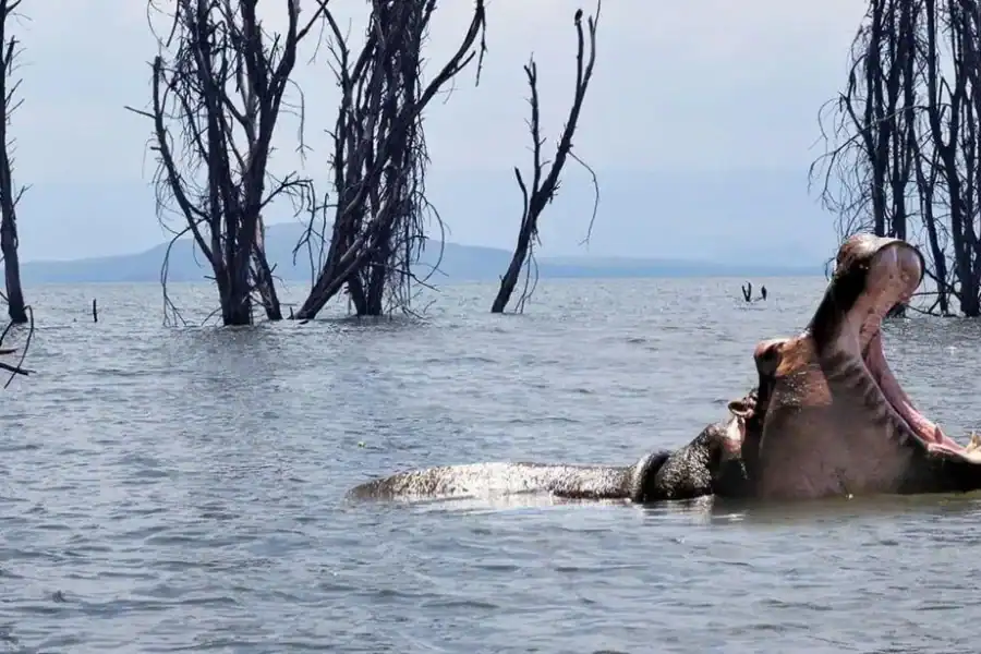 🕓𝐇ell's Gate With Boat Ride In Lake Naivasha Day Tour