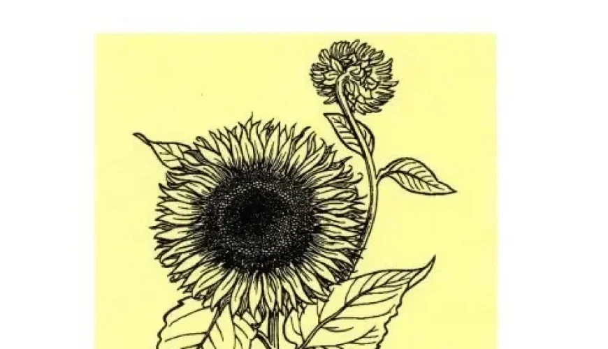 🏠 ⨀ Tonho (Ivory Coast)