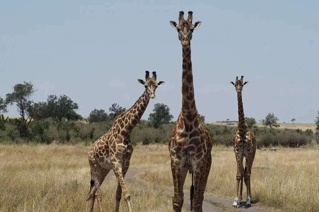 🏵️ Maasai Mara National Reserve Kenya (Kenya)