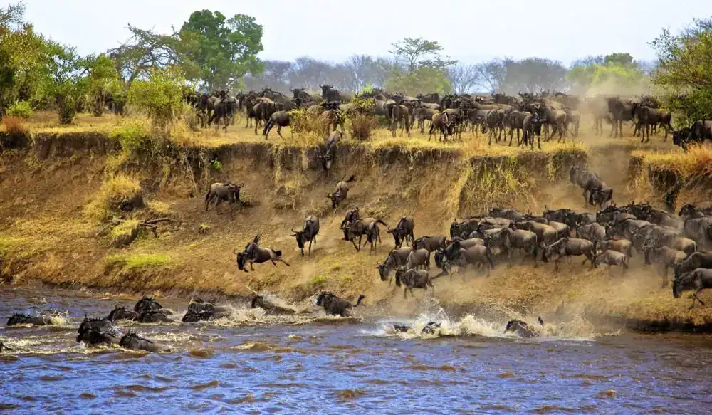 🏵️ Serengeti National Park Tanzania (Tanzania)