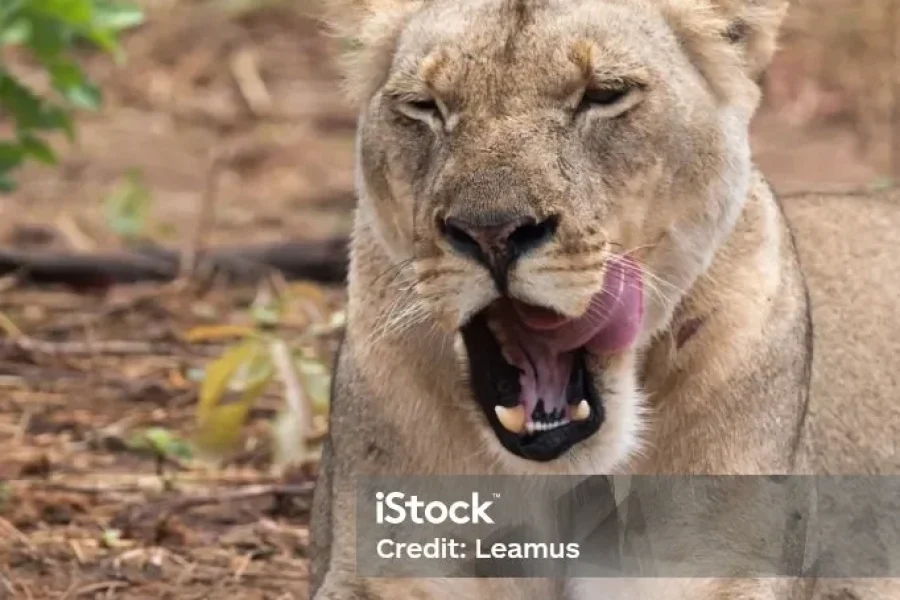 🚶🏽 Hiking the Chobe Riverfront (Botswana)