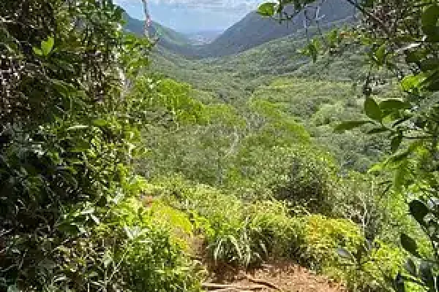🚶🏽 Hiking the Black River Gorges Trail (Mauritius)
