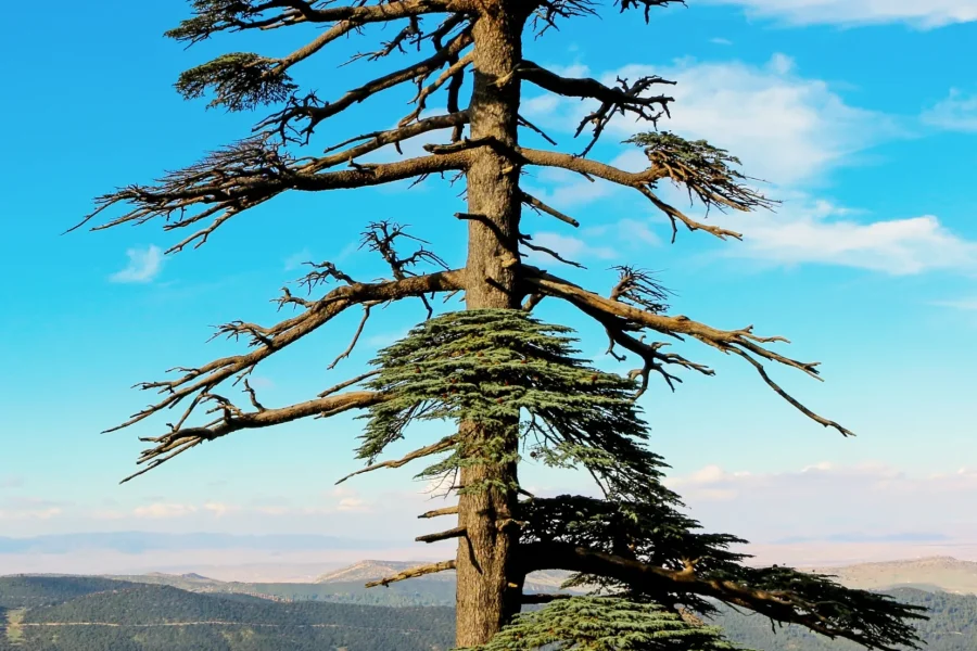 🚶🏽 Hiking the Djebel Chelia (Algeria)