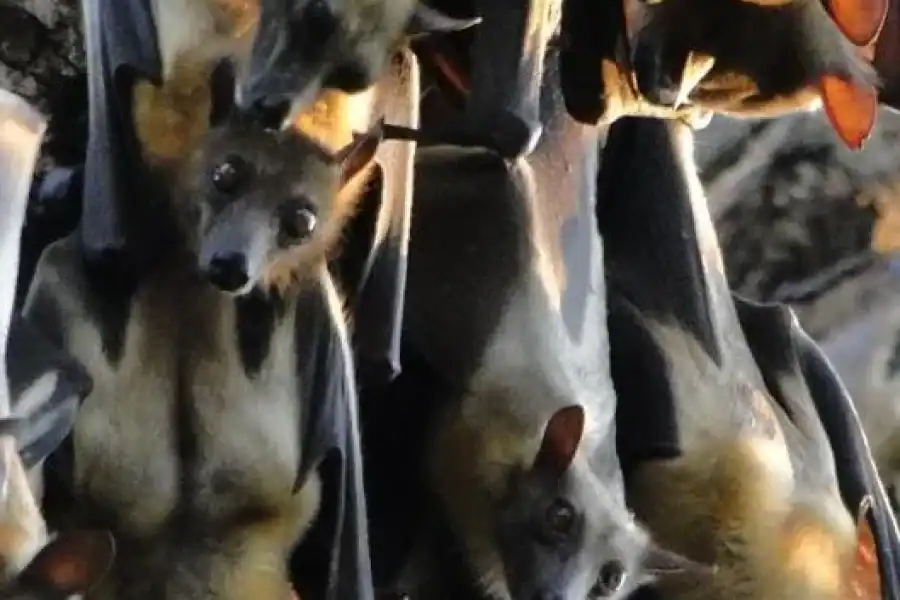 🚶🏽 Hiking the Kasanka Bat Forest Walk (Zambia)